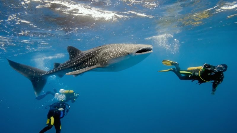 divers and snorkelers to the to the undersea world